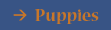 Puppies